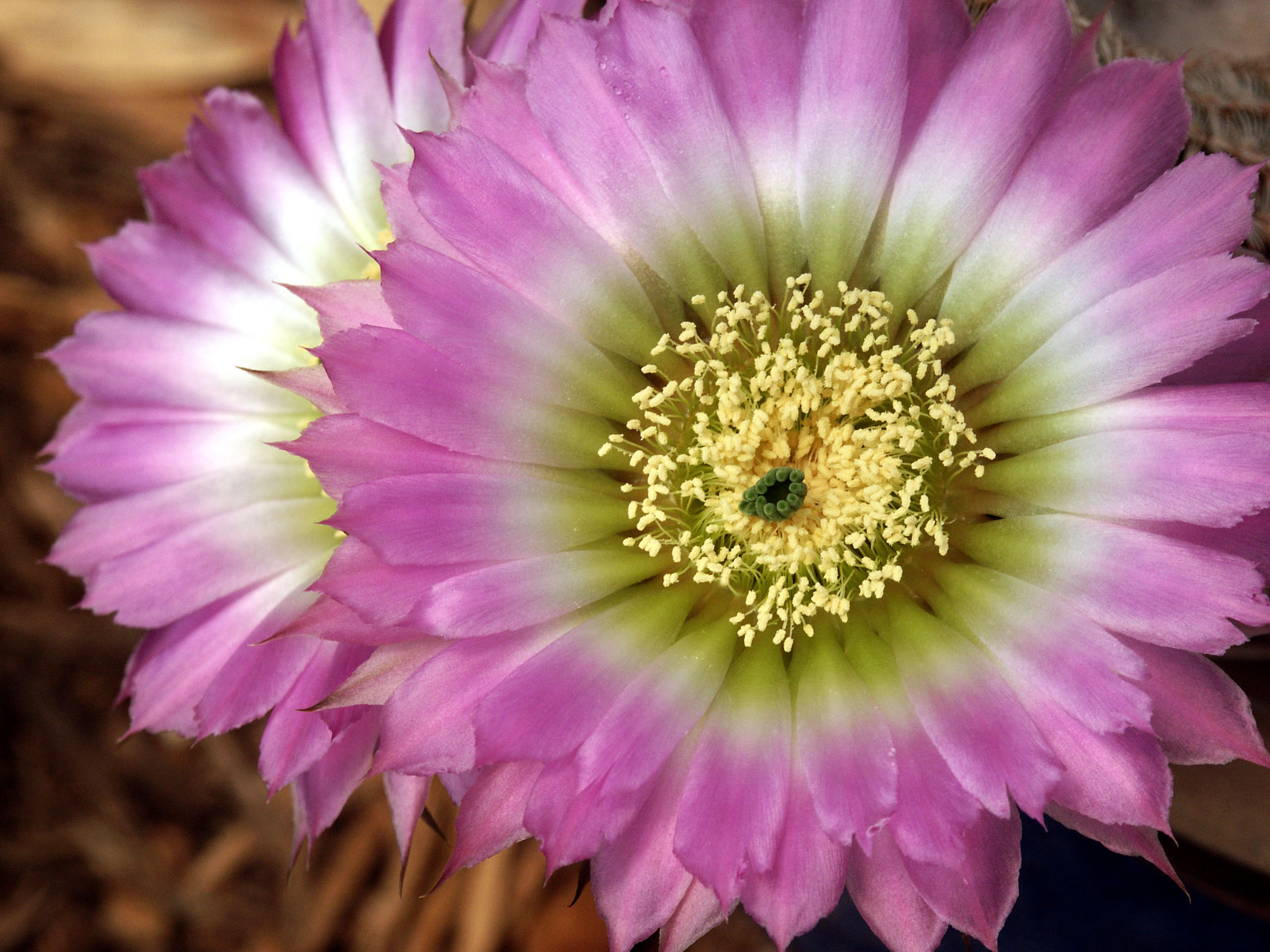 Cactus_flower01