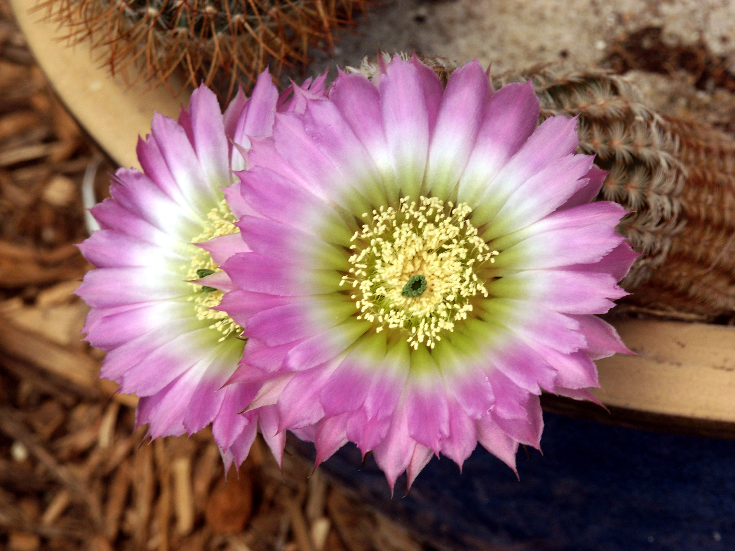 Cactus_flower02