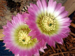 Cactus_flower03.jpg